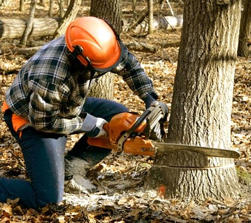 Tree Removal in Bude, MS